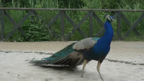 Peacock walking on sand