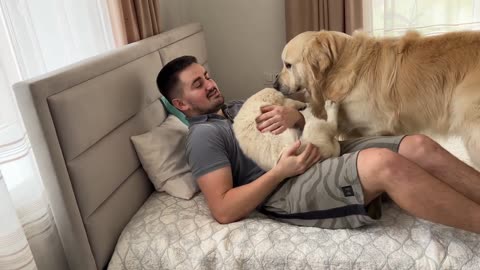 What could be better than a golden retriever - So these are two Golden Retrievers!