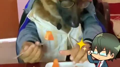 Funny dog eating like human||