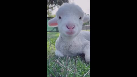 Little Baby Sheep's Playful Day