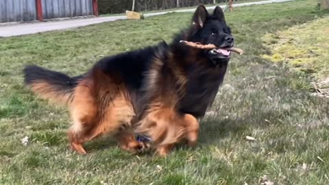 The king my long hair German shepherd Dog Boss.