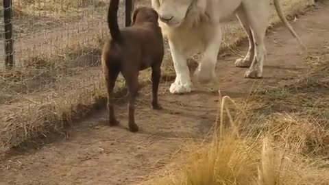 Lion Asking Dog For Forgiveness😭😭😭