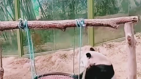 Funny pandas videos