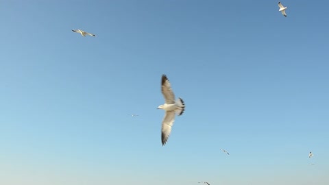 Animal world # many Seagulls # bird migration # birdwatching #