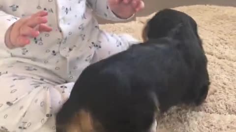 Baby and New Puppy are Friends at First Sight | Funny Clips