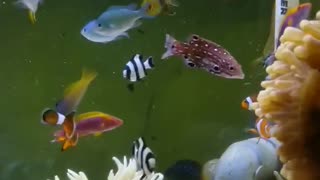 Coral reef Aquarium (1)