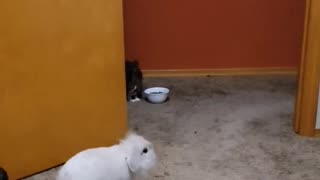 Head Banging Bunny - Death Metal Rabbit