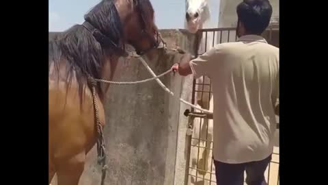 orse SOO Cute! Cute And funny horse Videos Compilation cute moment #21