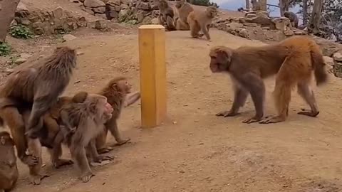 Monkeys quarrel louder than voice ?🐒