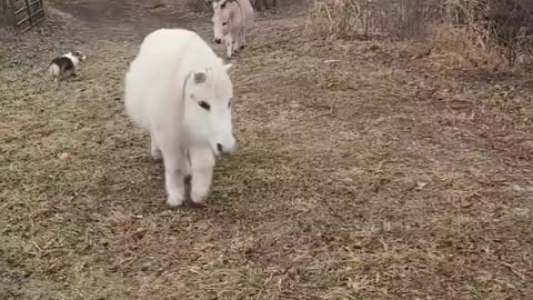 Funny animal video