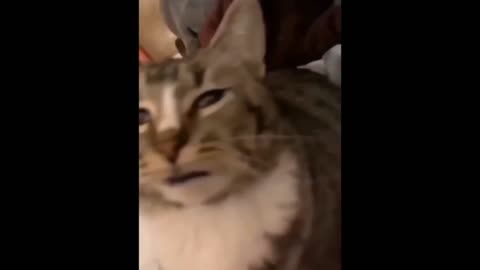 Cat crying funny video