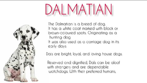 Dalmatian Breed Fact & Interest