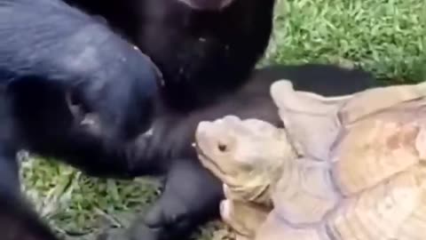 Dosti gorilla and tortoise