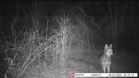 Backyard Trail Cams - Coyote in Yard - Wadsworth, OH