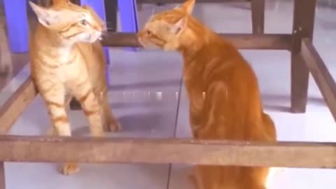 cat fighting