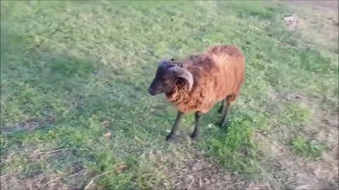 sheep butting a bicycle