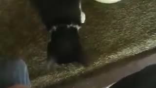 Feeding stray cat on back porch