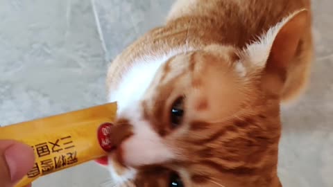 cat eating snacks