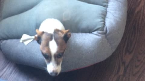 Jack Russell gets himself stuck in bed