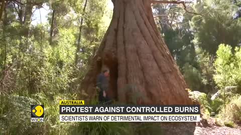 Tingle trees undergo prescribed burns, botanists ask 400-year-old trees to be preserved | WION