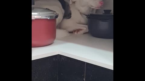 Blind Dog Hides in Cupboard During Thunderstorm