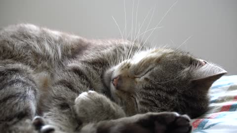 Cute Cat Sleeping Morning