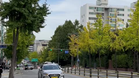 Maple tree in gangnam