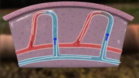 Respiration in Insects and Earthworm_Cut