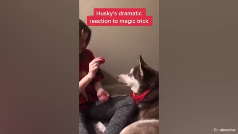Get a Husky they said, It will be fun they said🤣