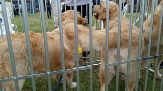 Golden retriever at a dog show