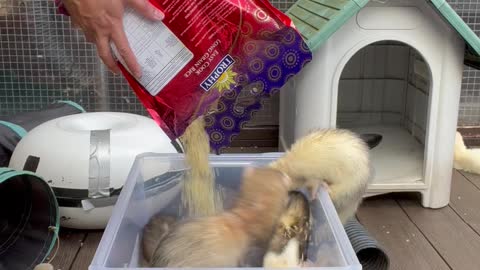 Ferrets Excitedly Play in Rice Being Pour into Box