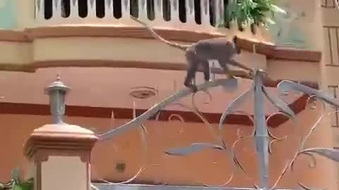 A group of monkeys consisting of 8 to 10 monkeys walking on electric wires like nothing happened