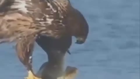 Fish hunt by eagle
