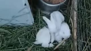 Baby bunny playing