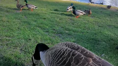 Cute ducks and geese