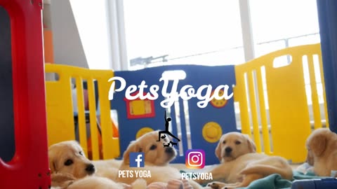 Doing yoga exercises with cute puppy