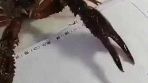 Crab Writing Numbers