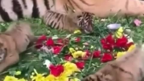 Animal world cute pet wild animals zero distance tiger