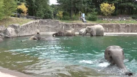 Elephants swimming in Elephant Lands