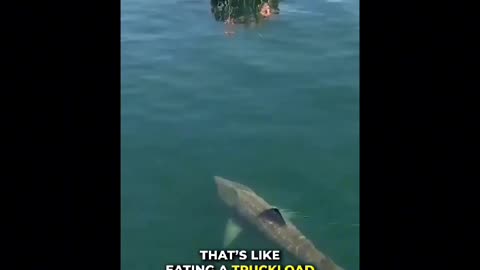 Basking Shark | Looks Creepy But Not Dangerous At All