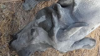 Rhino in bardiya national park nepal