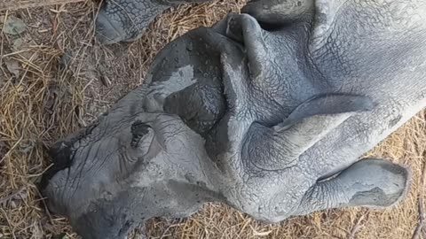 Rhino in bardiya national park nepal