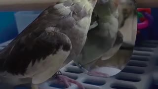 Cute Cockatiel Sings for Owner
