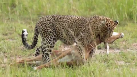 Predator Ambush: Leopard & Cheetah Catching Prey 🐆🦌