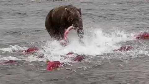 GRIZZLY BEAR FISHING