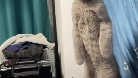 Funny cat video😂, a beautiful lovly cat cute cat