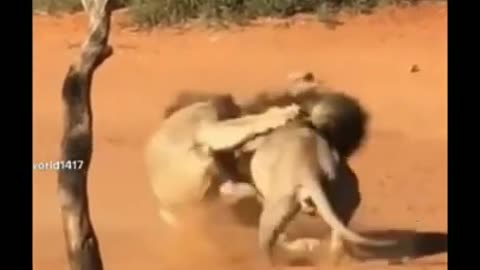 OmG 😱 lion vs lion fight 💥😧#short #short