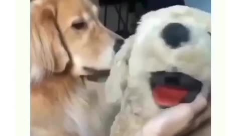 A dog being jealous of a soft toy