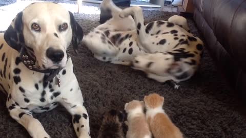 Dalmatian couple provide full service kitten daycare