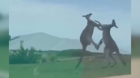 Two kangaroos are being fought in residential areas